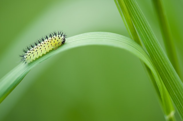 5 methodes naturelles pour eliminer les chenilles de vos plantes