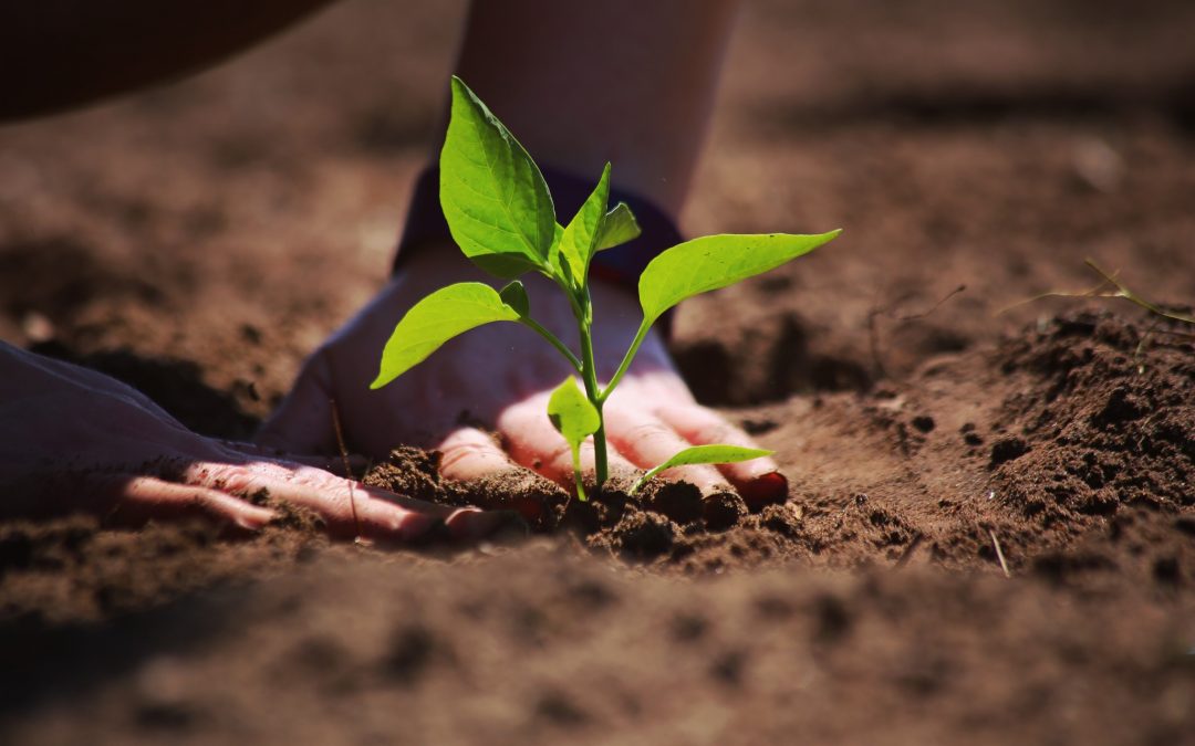 Comment créer un jardin 100 % naturel ?