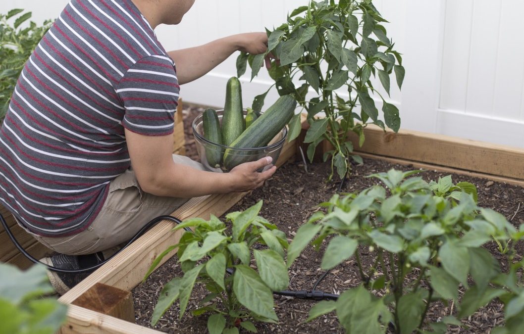 Amenager un carre potager au jardin