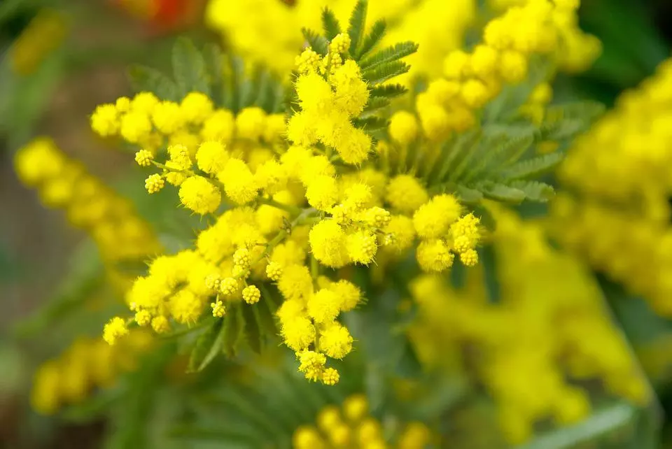 Quels genre d’arbustes pour une floraison de couleur jaune ?