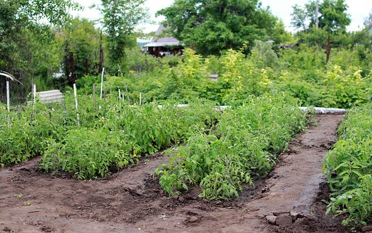 Quelles terres pour un bac de potager?