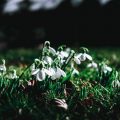 Penser à aménager un jardin pour vos enfants.