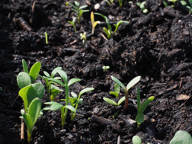 Le choix du terreau pour un bon potager