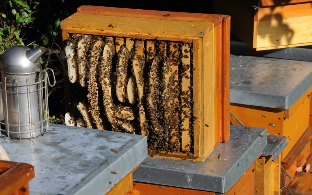 Comment se debarrasser du nid d’abeilles ?