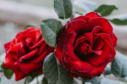 Quelles sont les astuces pour planter et bien entretenir une rose trémière ?