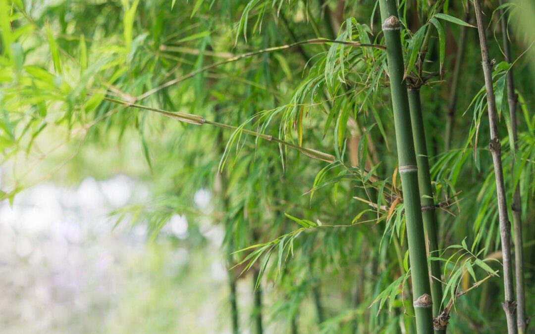 Quel bambou choisir pour une haie persistante sans entretien ?